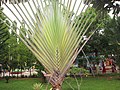 Равенала мадагаскарская (Ravenala madagascariensis) с двухрядным расположением листьев