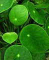 Округлые листья пилеи пеперомиевиднной (Pilea peperomioides)