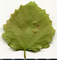 Лист осины (Populus tremula)
