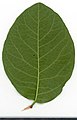 Овальный лист снежноягодника (Symphoricarpos)