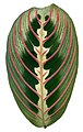 Овальный лист маранты трехцветной (Maranta leuconeura var. erythroneura)
