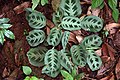 Овальные листья маранты беложильчатой (Maranta leuconeura)