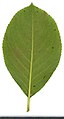 Лист аронии Мичурина (Aronia mitschurinii)