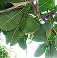Баррингтония азиатская (Barringtonia asiatica)