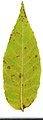 Ланцетный листочек ясеня (Fraxinus)