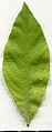 Ланцетный лист ивы козьей (Salix caprea)