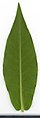 Продолговатый лист флокса метельчатого (Phlox paniculata)