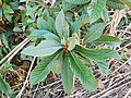 Продолговатый лист мушмулы японской (Eriobotrya japonica)