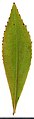 Обратноланцетный лист золотарника канадского (Solidago canadensis)