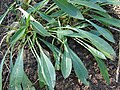 Обратноланцетный лист Кореопсис ланцетовидный (Coreopsis lanceolata)