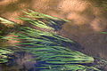 Линейные листья валлиснерии американской (Vallisneria americana)