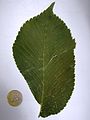 Кособокий лист вяза шершавого (Ulmus glabra)