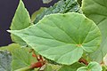 Кособокий лист бегонии большой (Begonia grandis)