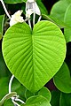 Сердцелистный лист аргирии (Argyreia)