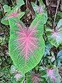 Стреловидный лист каладиума (Caladium)
