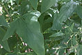 Копьевидные листья недоспелки копьевидной (Parasenecio hastatus)