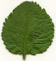 Широкояйцевидный лист яблони лесной (Malus sylvestris)