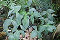 Копьевидный лист анубиаса гигантского (Anubias gigantea)