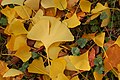 Листья гинкго двулопастного (Ginkgo biloba) в осенней окраске