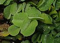 Листья сальвинии двухлопастной (Salvinia biloba)