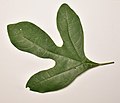 Лист сассафраса беловатого (Sassafras albidum)