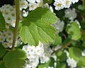 Лист спиреи трёхлопастной (Spiraea trilobata)