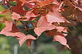 Листья ликвидамбара формозского (Liquidambar formosana) в осенней окраске