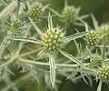 Синеголовник полевой (Eryngium campestre) с головкой