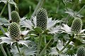 Синеголовник гигантский (Eryngium giganteum) с коротким початком