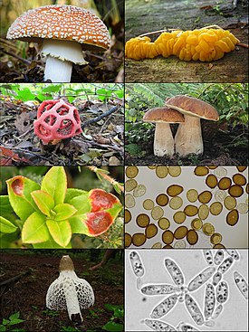 1-й ряд: мухомор красный, Dacrymyces chrysospermus; 2-й ряд: решёточник красный, белый гриб; 3-й ряд: экзобазидиум брусничный на поражённом растении, Uromyces rumicis; 4-й ряд: Phallus indusiatus, колония Meredithblackwellia eburnea