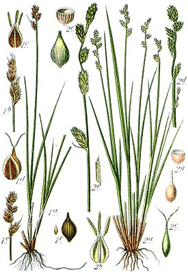 Ботаническая иллюстрация Якоба Штурма из книги Deutschlands Flora in Abbildungen, 1796 1 — Carex heleonastes