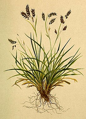 Ботаническая иллюстрация из книги Anton Hartinger «Atlas der Alenflora», 1882