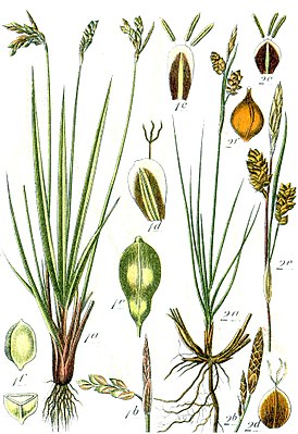 Ботаническая иллюстрация Якоба Штурма из книги Deutschlands Flora in Abbildungen, 1796 1 — Carex ornithopoda