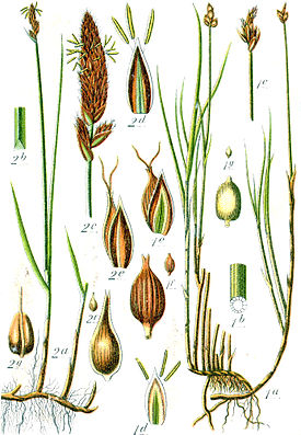 Ботаническая иллюстрация Якоба Штурма из книги Deutschlands Flora in Abbildungen, 1796 1 — Carex chordorrhiza