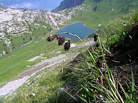 Общий вид растения, Швейцария