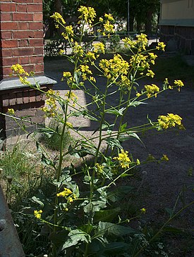 Свербига восточная (Bunias orientalis)