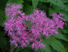 Filipendula auriculata, соцветие крупным планом. Япония