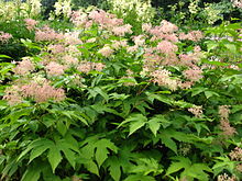 Filipendula camtschatica