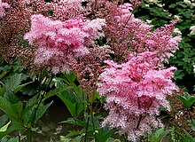 Filipendula rubra