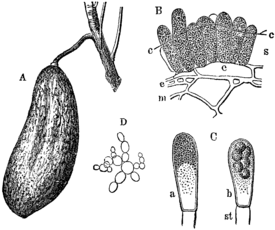 Taphrina pruni. Микроструктуры и поражённый грибом плод. Рисунок 1892 года