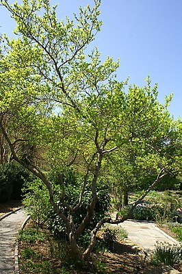 Линдера зонтичная (Lindera umbellata)
