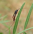 Самка Aritranis longicauda (подсемейство Cryptinae)