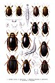 Dytiscidae. Таблица из Die Käfer