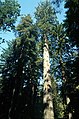 Секвойя — одно из самых высоких деревьев в мире