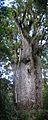 Каури — одно из самых старых деревьев в мире