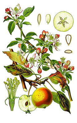 Malus domestica. Ботаническая иллюстрация из книги О. В. Томе Flora von Deutschland, Österreich und der Schweiz, Гера, 1885