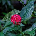 Pentas lanceolata