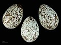 яйцо Corvus frugilegus - Тулузский музей