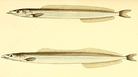 Cверху: Ammodytes tobianus; снизу: Gymnammodytes cicerelus