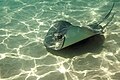 На Каймановых островах аквалангисты и пловцы с маской и трубкой имеют возможность понаблюдать за скатами с близкого расстояния
